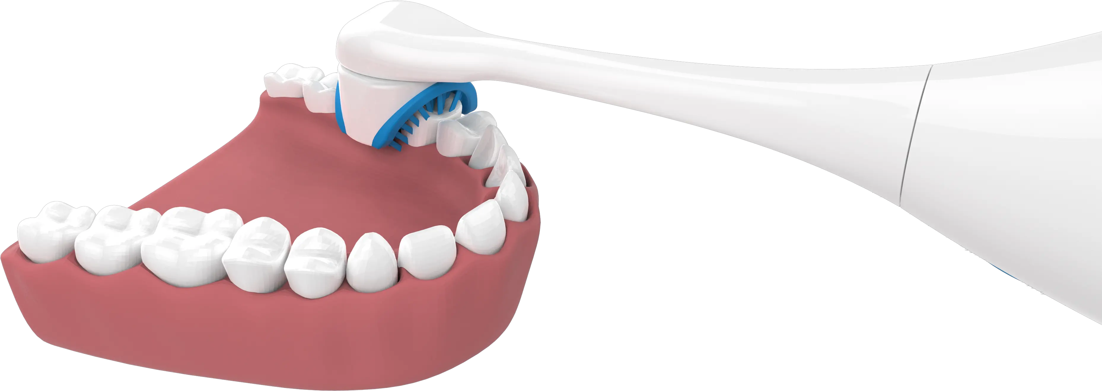  Swiv Ipd Integrated Product Design Canine Tooth Png Tooth Brush Png