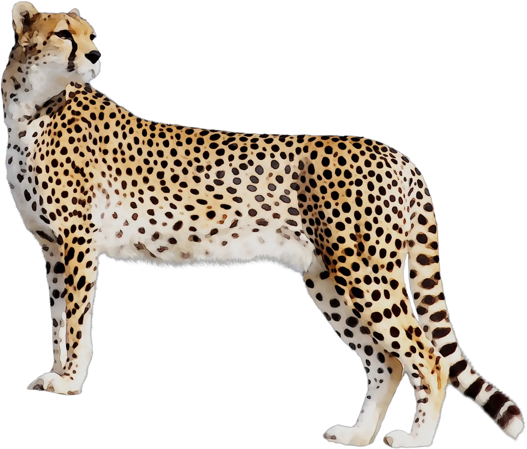  Cheetah Leopard Cat Black Panther Tiger Cheetah Transparent Png Cheetah Png