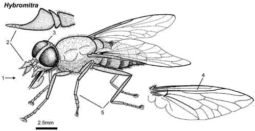  Black Horse Fly Transparent Background Png Mart Diagram Of Horse Fly Fly Transparent Background