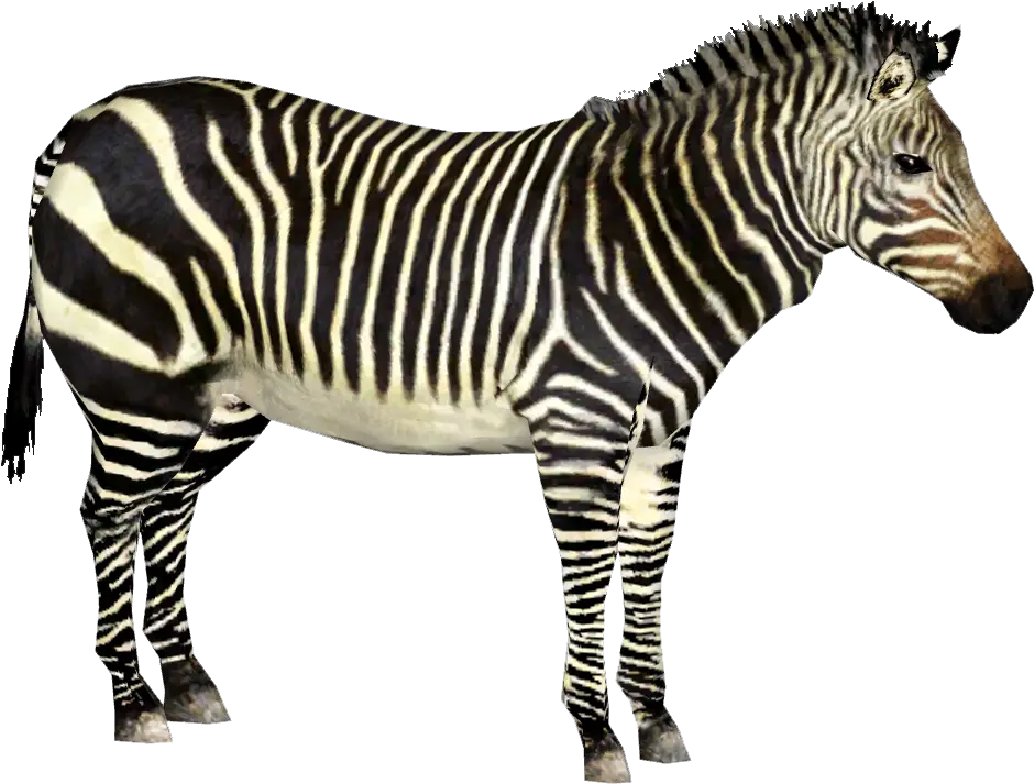  Download Hd Cape Mountain Zebra Zoo Tycoon 2 Zebra Png Zebra Png