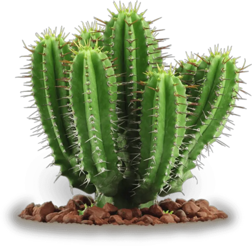  Download Free Png Cactus Clipart Photo Toppng Cactus Plant Png Cactus Clipart Png