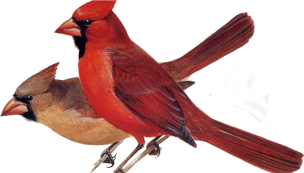  Northern Cardinal Northern Cardinal Png Cardinal Png