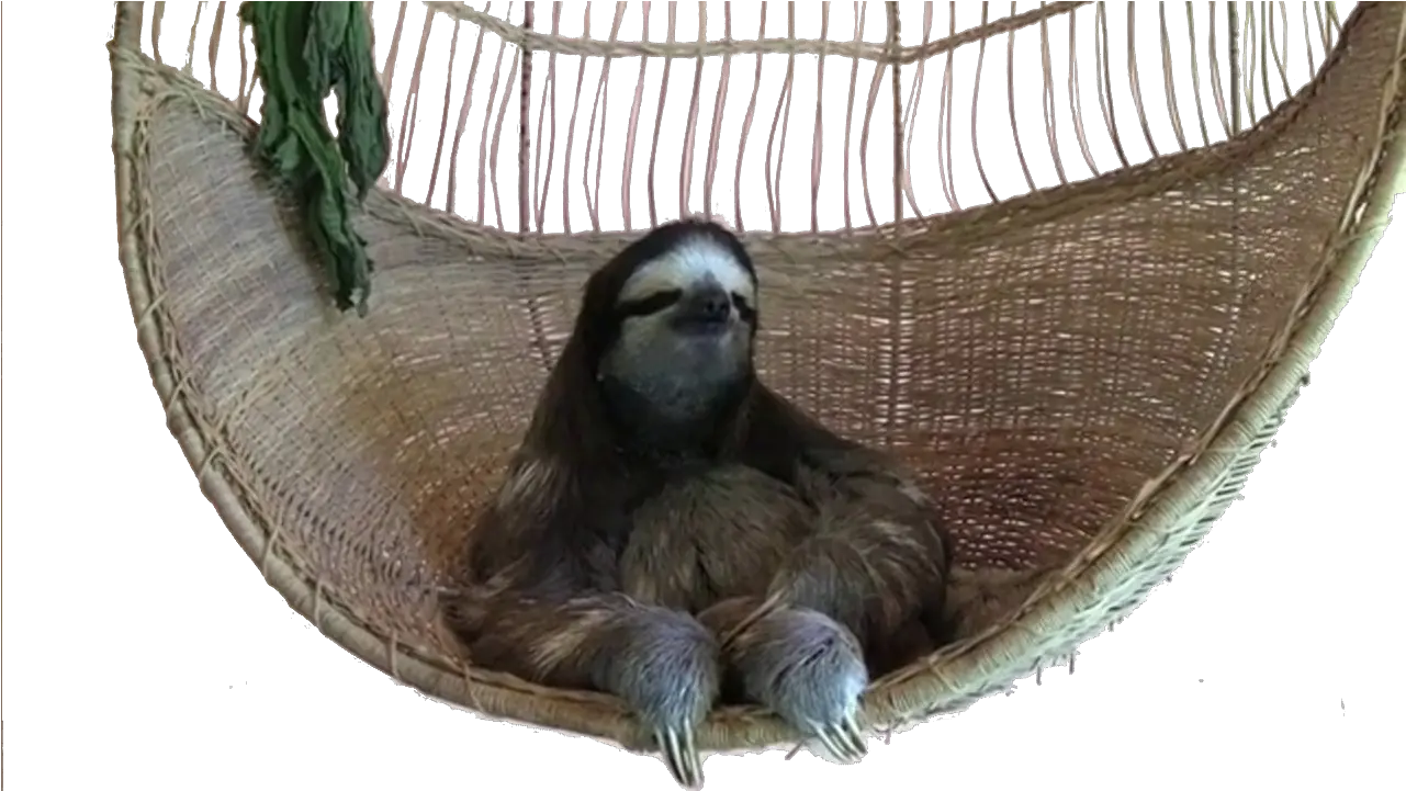  Bant Internationalrandom Thread 1913241 Deal With It Sloth Png Sloth Png