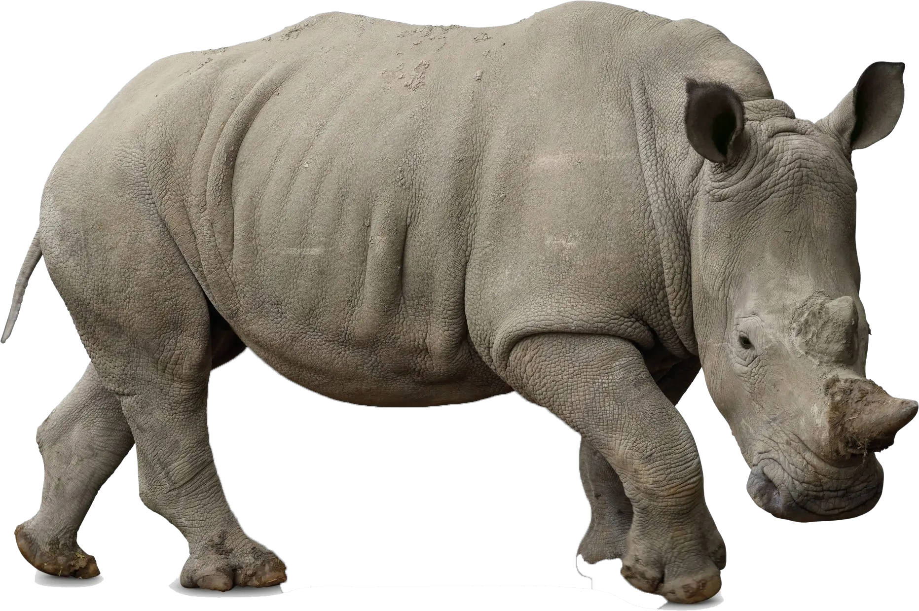  Rhino Png Pic