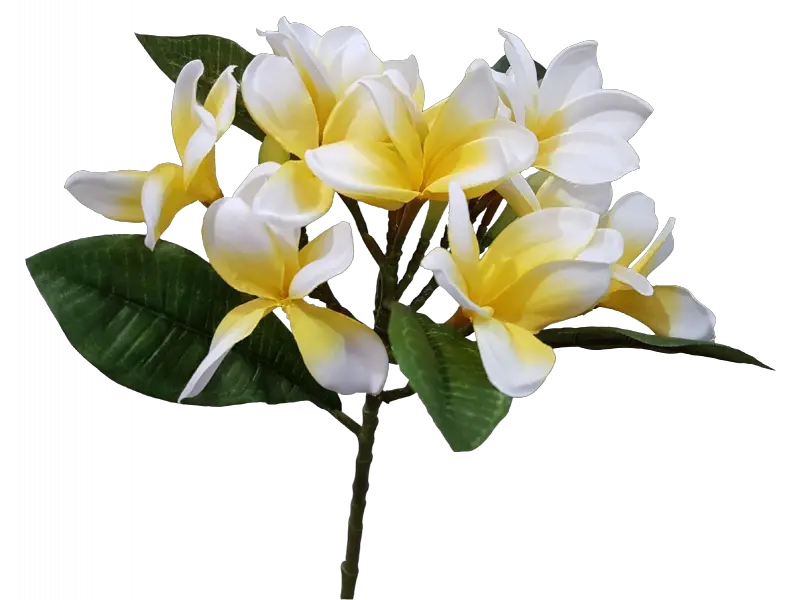  Download Cm Spray Silk Transparent Picture Png Flower Frangipani Plumeria Flower Png