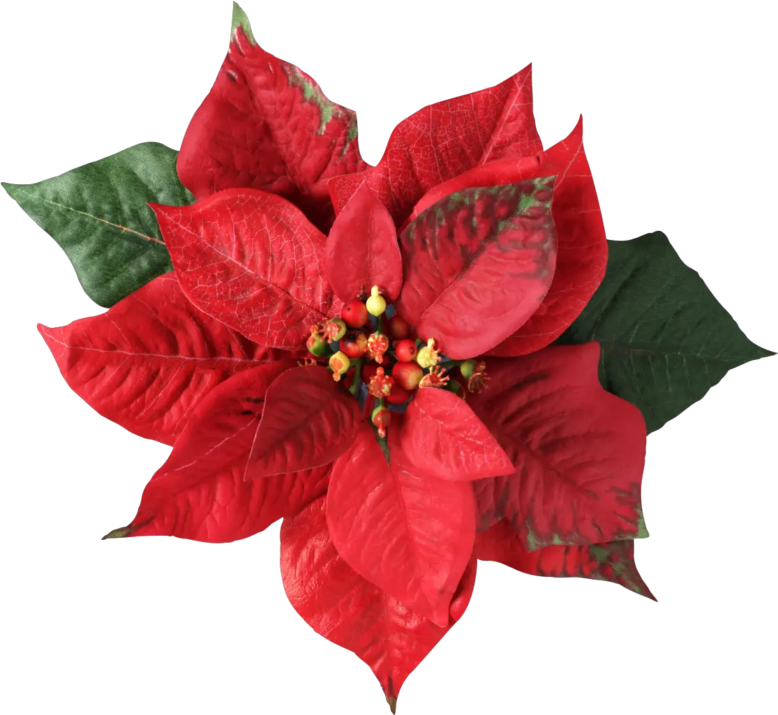  Poinsettia Christmas Decoration Flower Christmas Flower Png Poinsettia Png