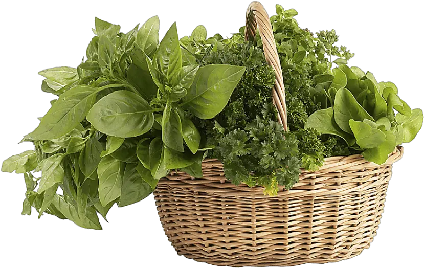  Herb Png All Leafy Vegetables Png Free Download Mint Leaves Png