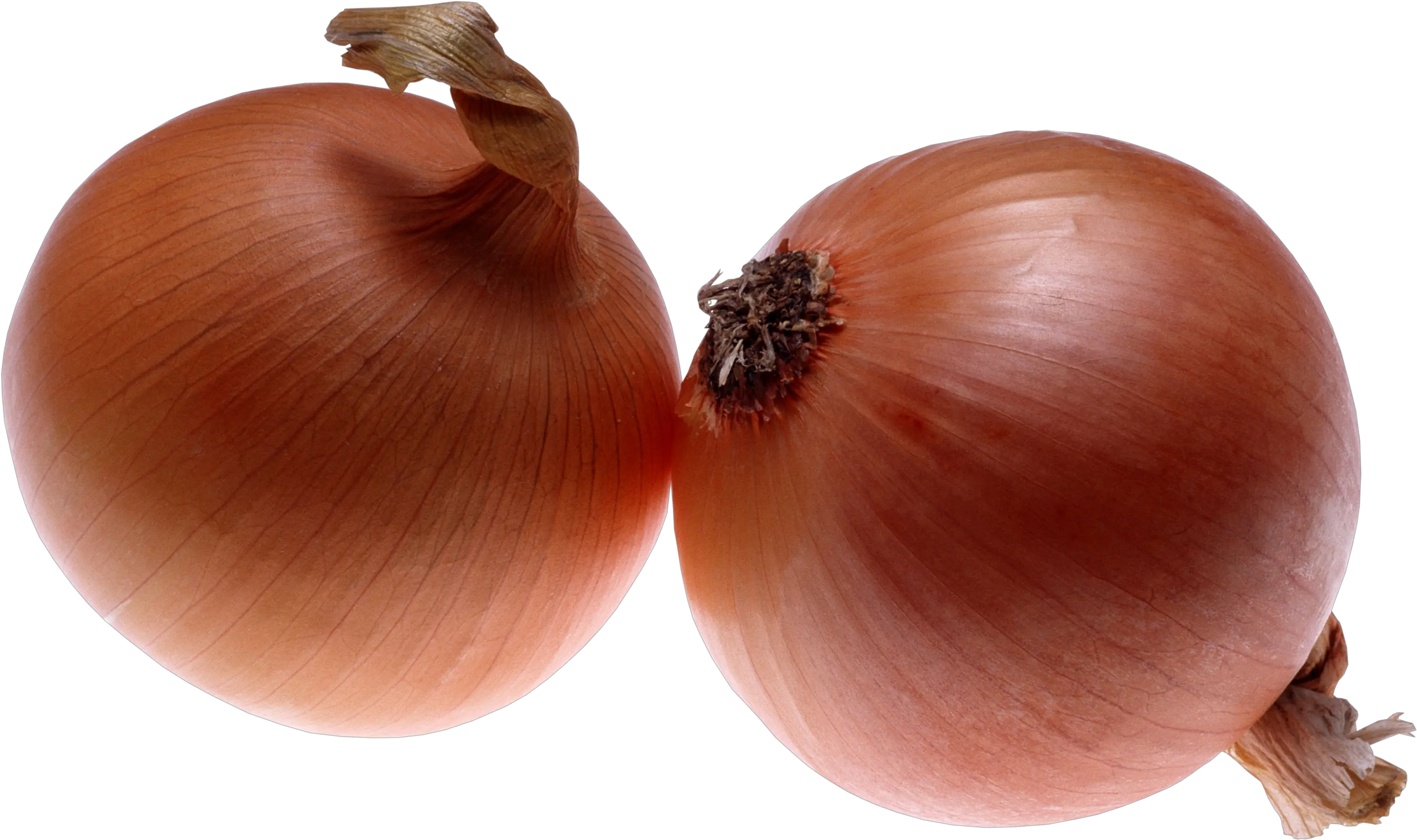  Download Onion Png Image For Free 2 Onions Png Onion Png