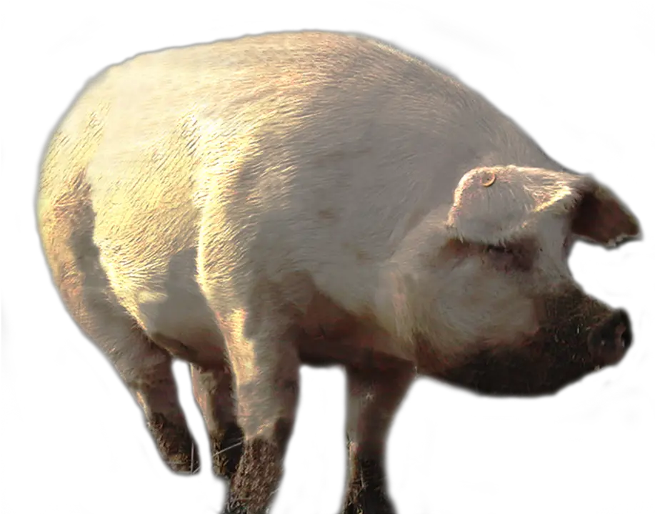  Pig Png Big Pig Png Pig Png