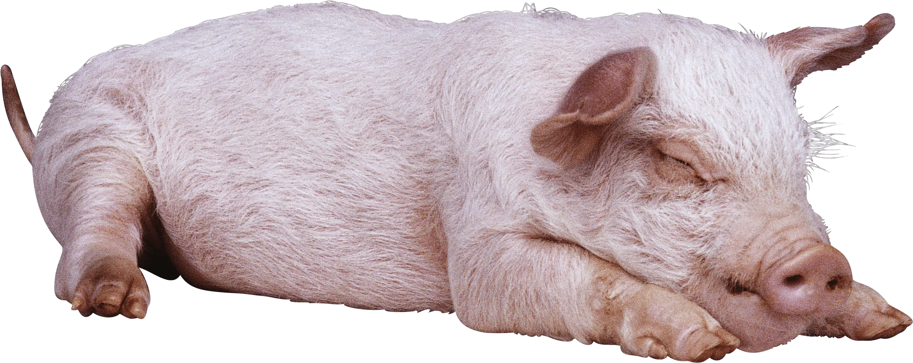  Download Sleeping Pig Png Image For Free Sleeping Pig Png Pig Png