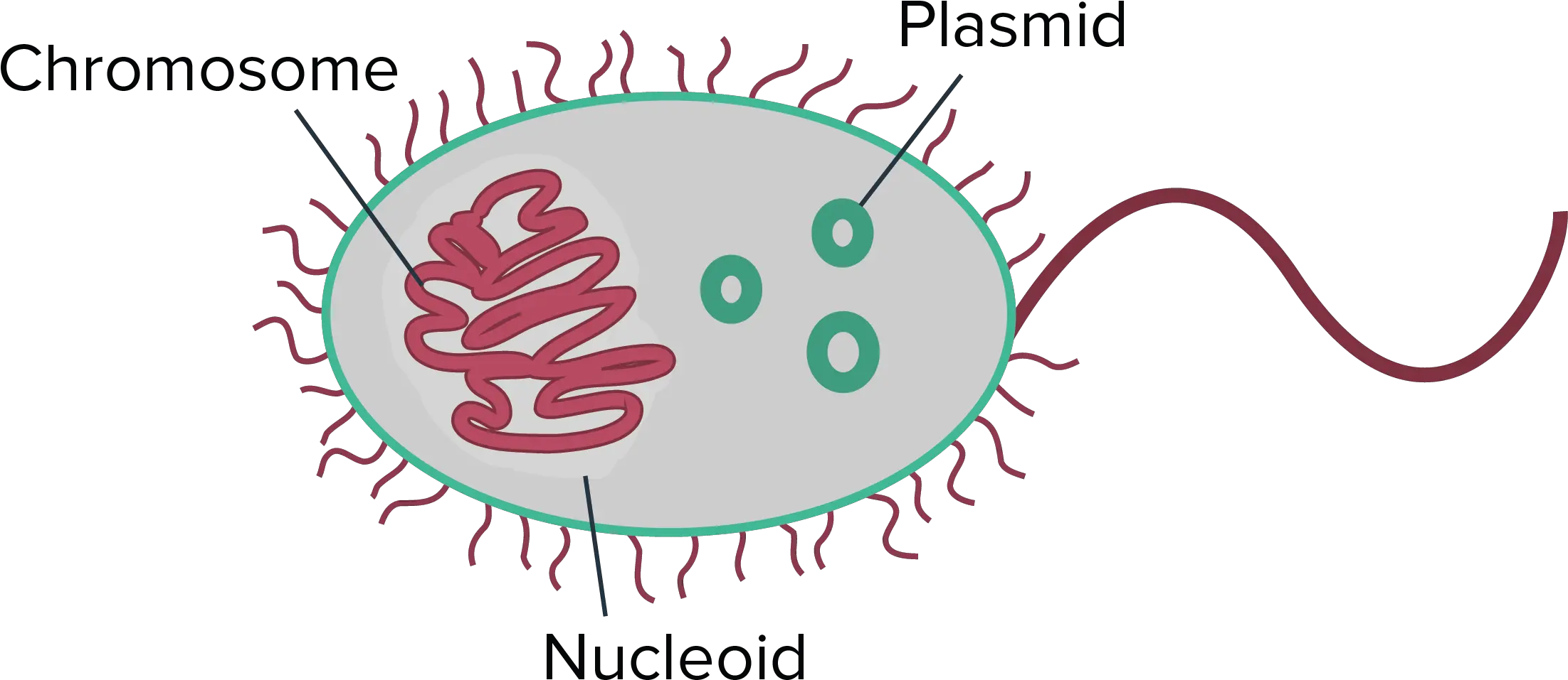  Bacteria Png Single Bacteria Cell Gcse Unlabelled Dna In Prokaryotes Bacteria Png