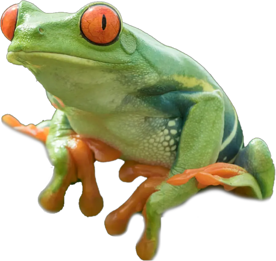  Tree Frog Png 1 Image Transparent Red Eyed Tree Frog Png Frog Transparent Background