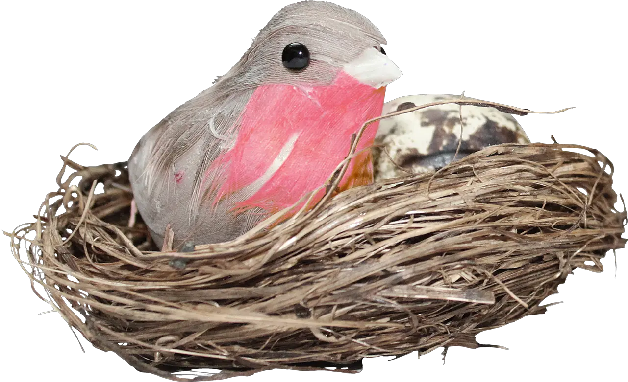  Download Nest Png Hd Photo Bird In Nest Png Nest Png