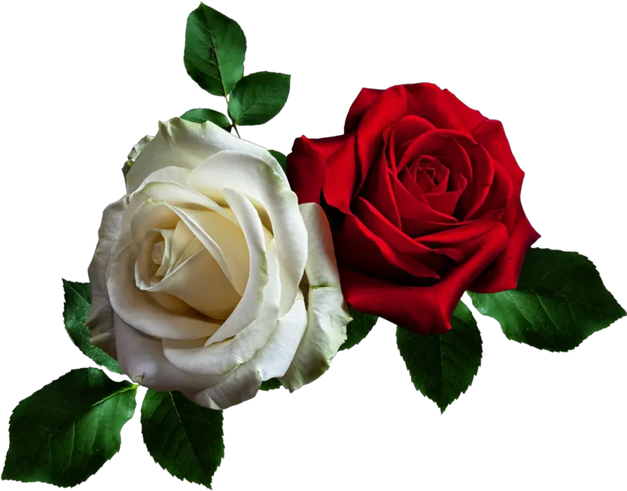  Efeitos Transparent Red Rose Flowers Png Gif Rosas Rojas Png