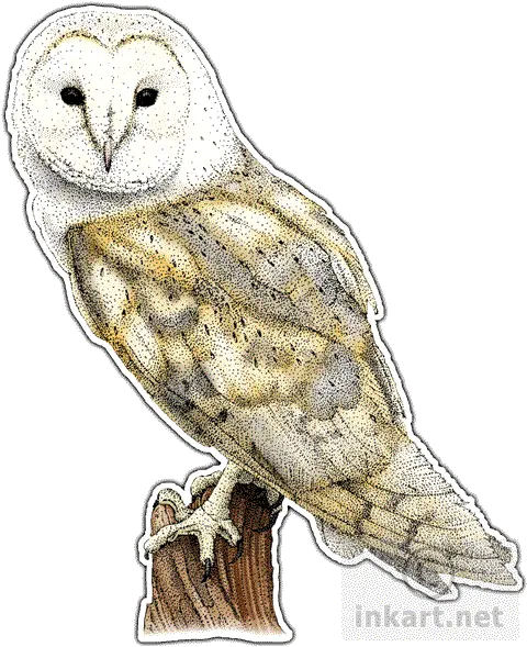  Barn Owl Png File Mart Barn Owl Drawing Owl Png