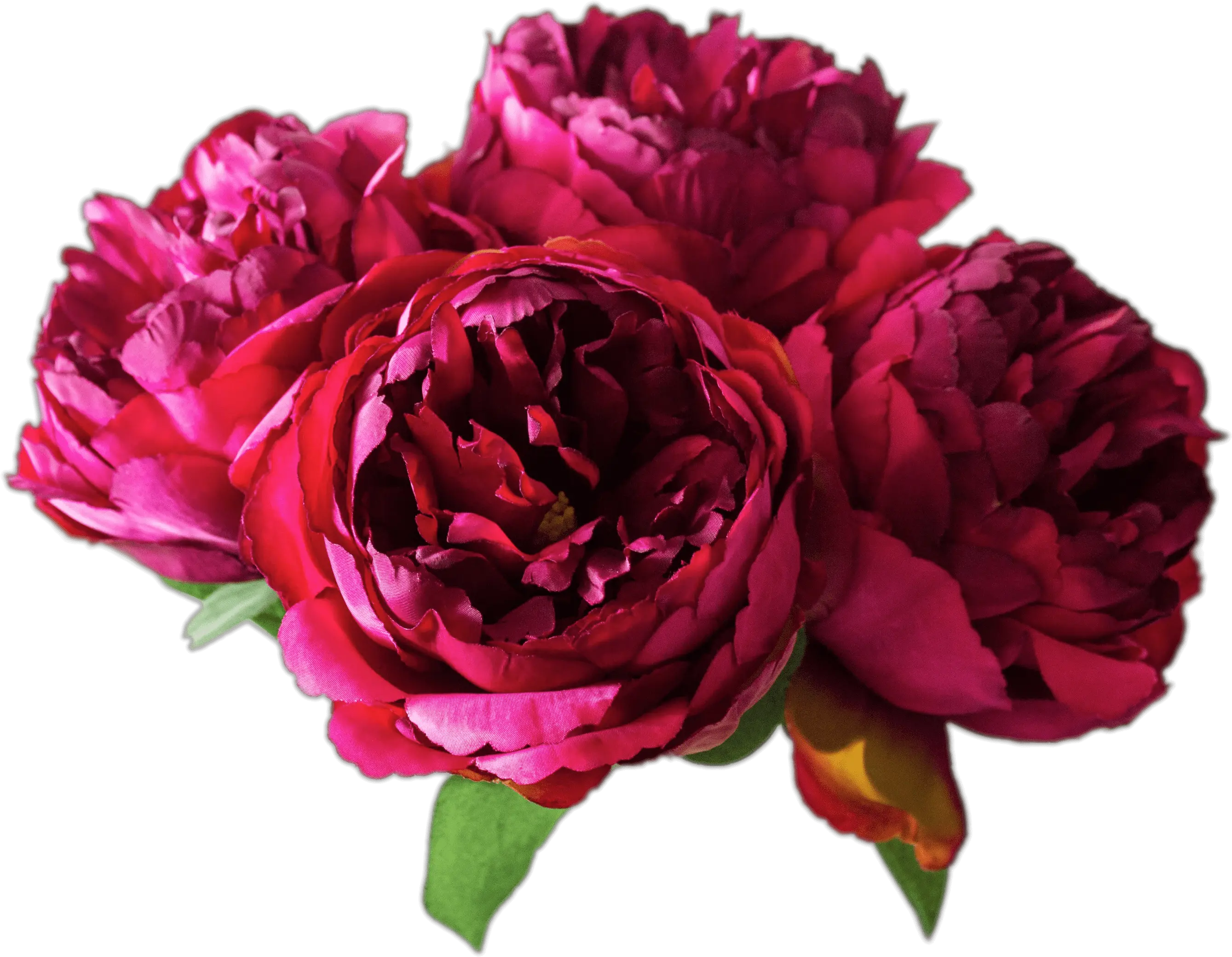  Peonies Transparent Png Peony Png Transparent Peonies Png