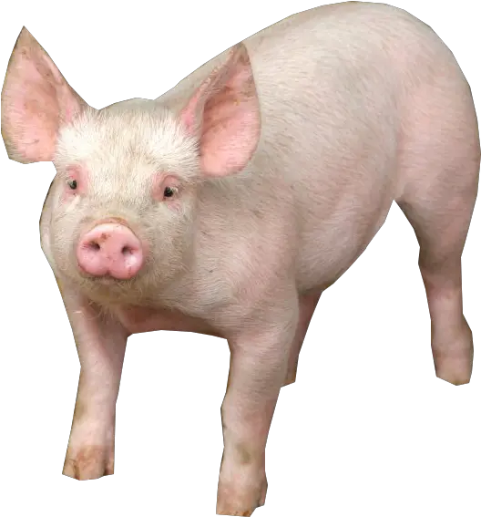  Pig Psd Official Psds Pigs With No Background Png Pig Emoji Png