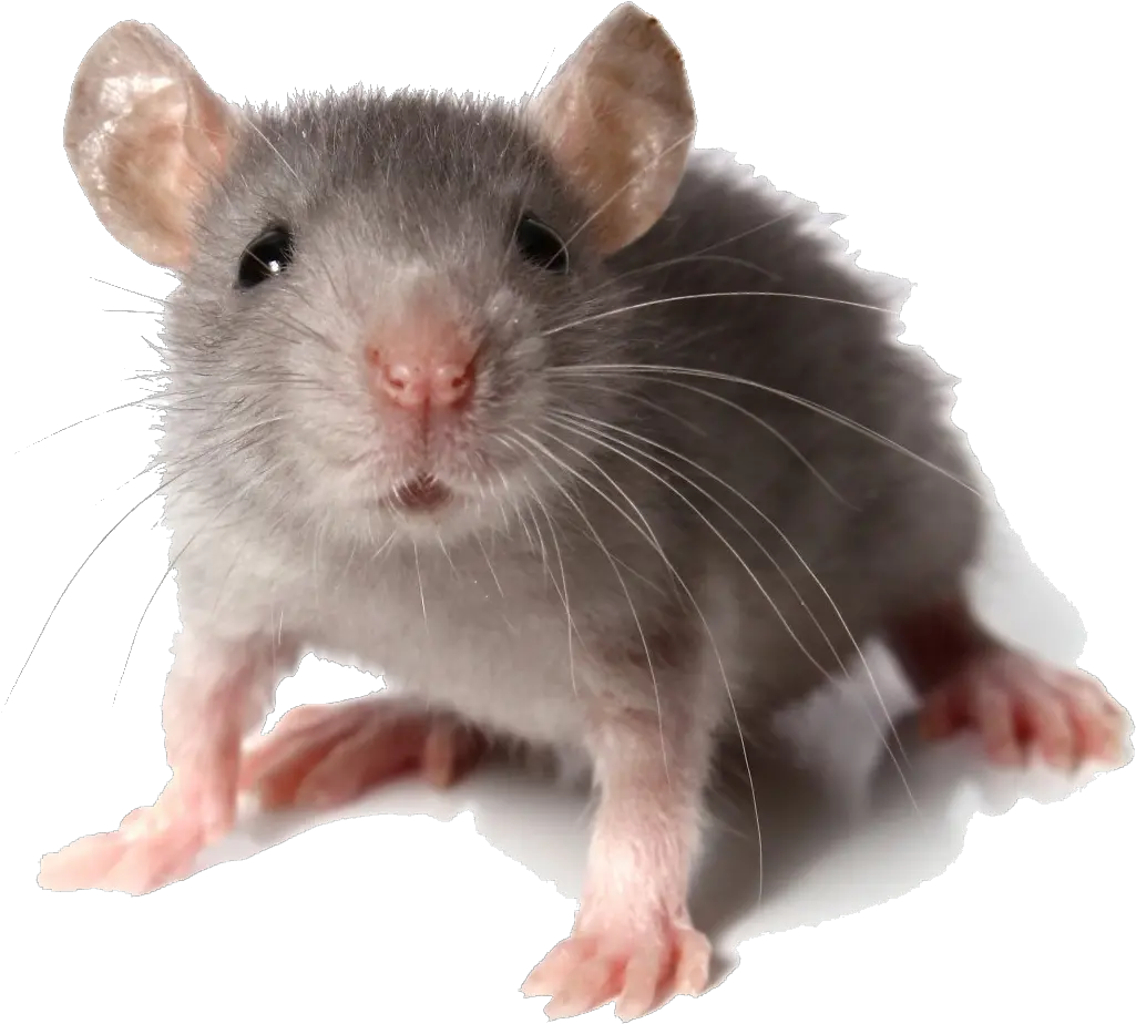  Rat Transparent Png Mouse Looking At You Rat Transparent