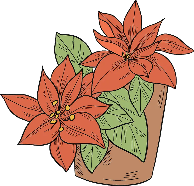  Flowers Clipart Free Download In Png Or Vector Format Poinsettia Poinsettia Png