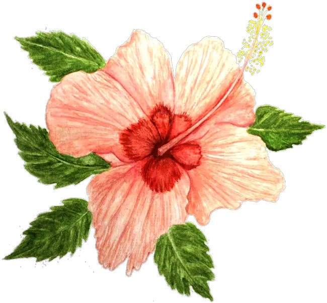  Hibiscus Flower Free Image On Pixabay Hawaiian Hibiscus Png Hibiscus Flower Png