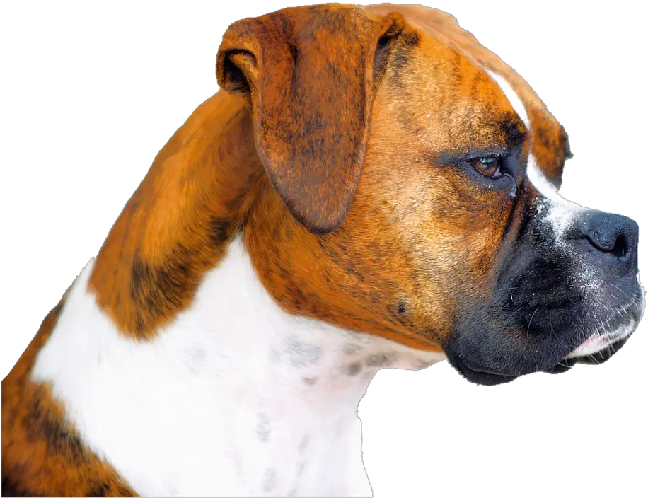  Download Free Boxer Dog Face Hq Image Icon Favicon Png