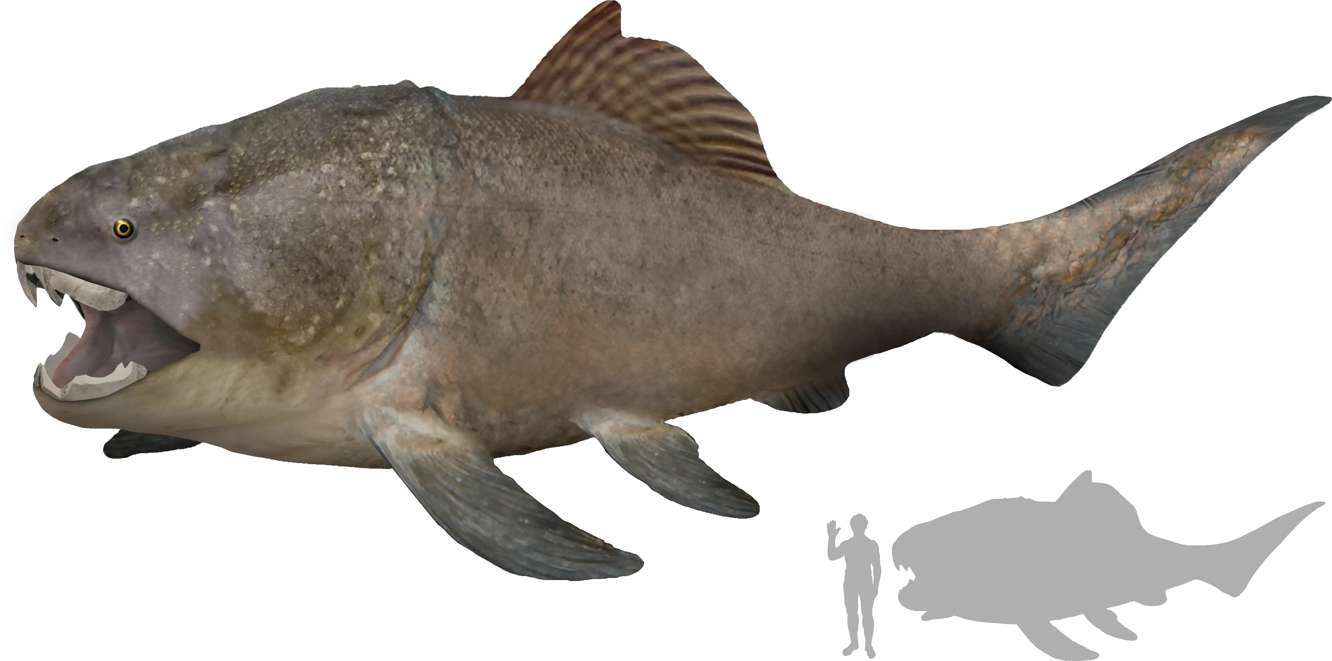  Filedunkleosteus Artistu0027s Impressionpng Wikimedia Commons Dunkleosteus Size Fin Png