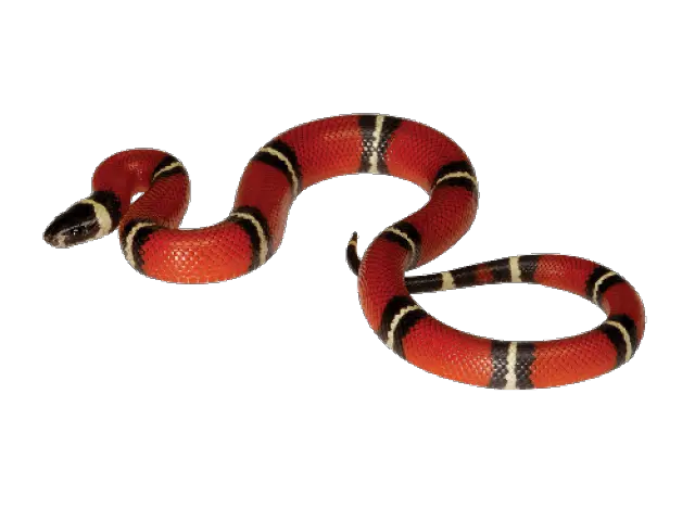  King Snake Transparent U0026 Png Clipart Free Download Ywd Red Snake Transparent Png Snake Transparent Background