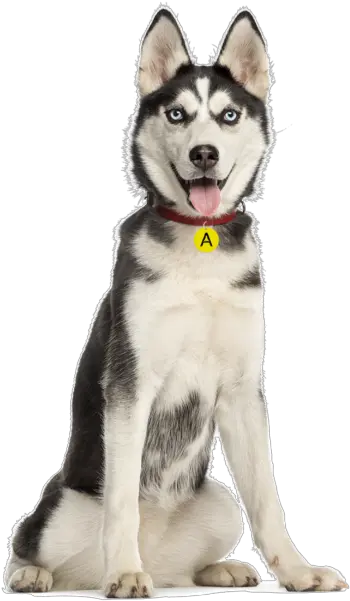  Husky Png Sitting Transparent Husky 6 Months Old Husky Png