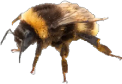  Download Free Png Bee Transparent Background Image Dlpngcom Bumble Bee Transparent Background Bee Transparent Background