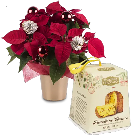  Deliver A Poinsettia And Panettone Surprise Floraqueen Christmas Day Png Poinsettia Png