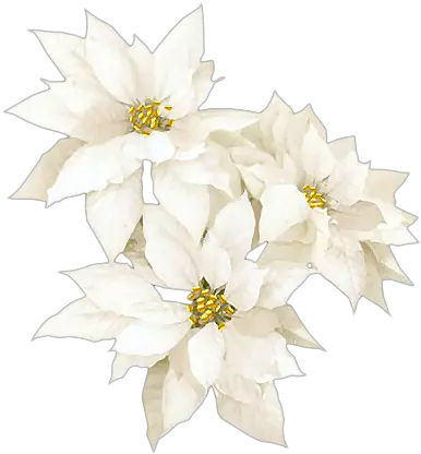  2 White Christmas Flowers Png Poinsettia Png