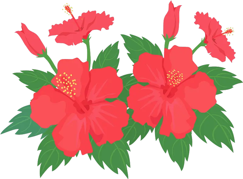  Hibiscus Flower Clipart Hawaiian Hibiscus Png Download Hibiscus Plant Clipart Png Hibiscus Icon