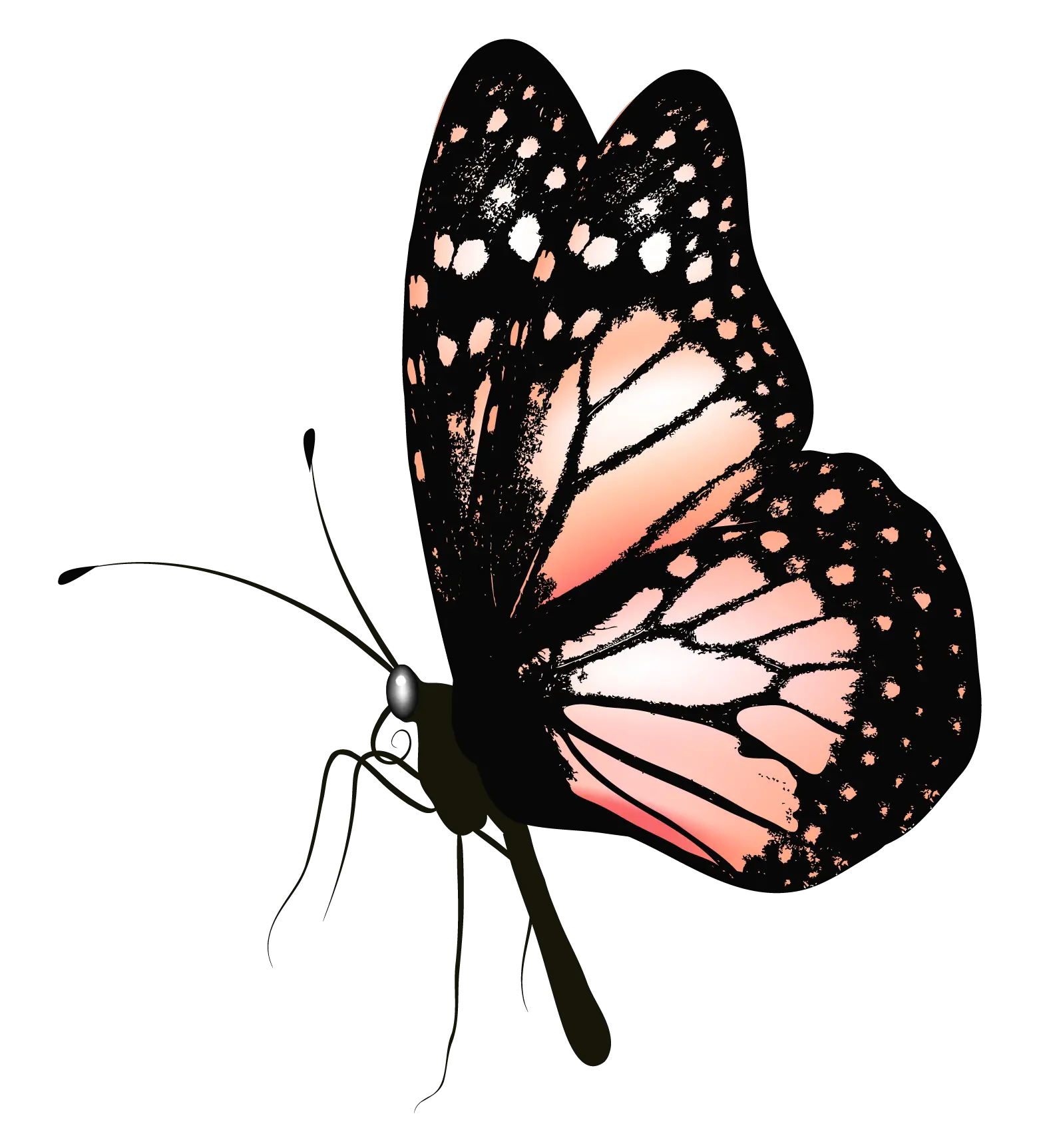  Butterfly Silhouette Png