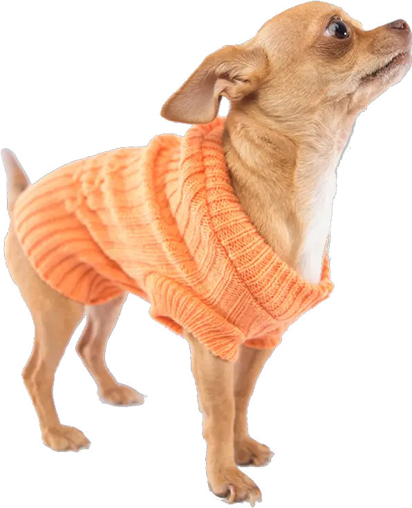  Download Chihuahua Breed Dog Companion Snout Others Clothes Dog Clothes Png Chihuahua Png