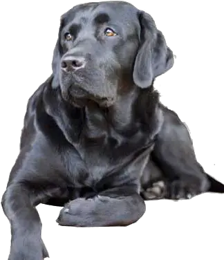  Separation Anxiety Dog Black Lab Png Full Size Png My Dog Does This Amazing Thing Lab Png