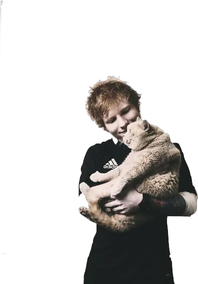  Download Hd Ed Sheeran Cat And Ed Sheeran Con Su Gatito Png Ed Sheeran Png