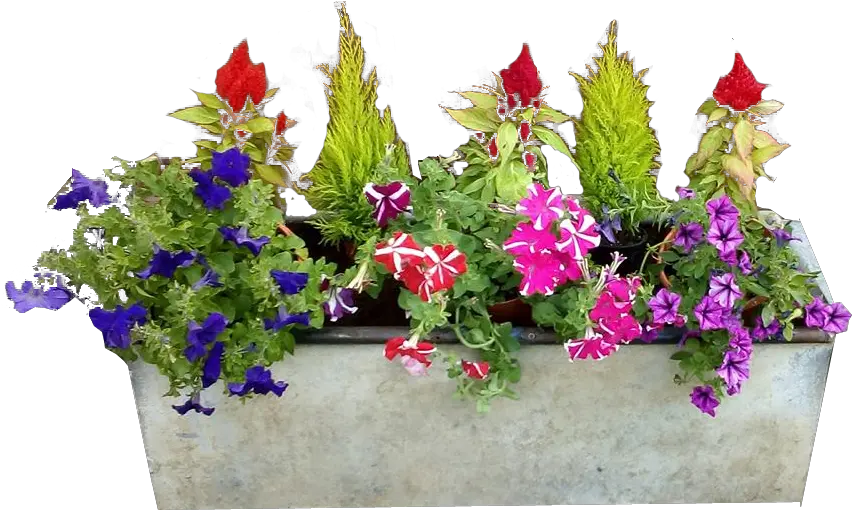  Garden Free Png Images Window Flower Box Png Garden Flowers Png