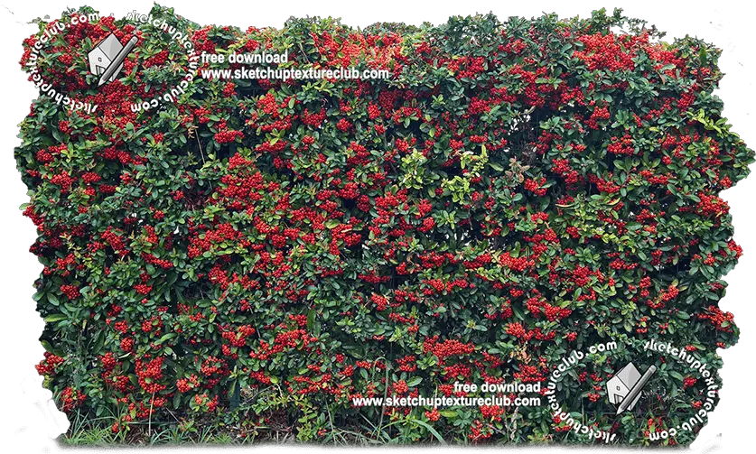  Download Hd 18708 Cut Out Autumnal Hedge Texture Begonia Hedge Png Hedge Png