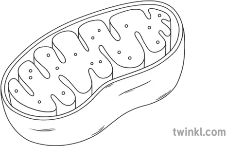  Cell Diagram Beyond Black And White Rgb 2 Rupee Coin Drawing Png Mitochondria Png