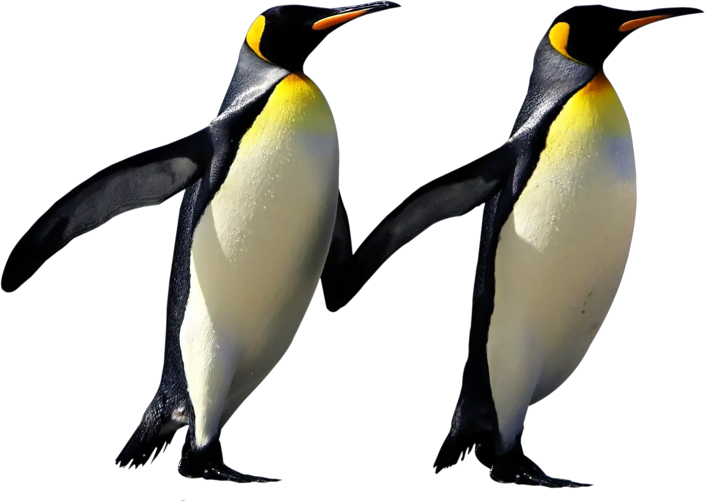  Penguin Png Transparent Images Penguins Png Penguin Transparent Background