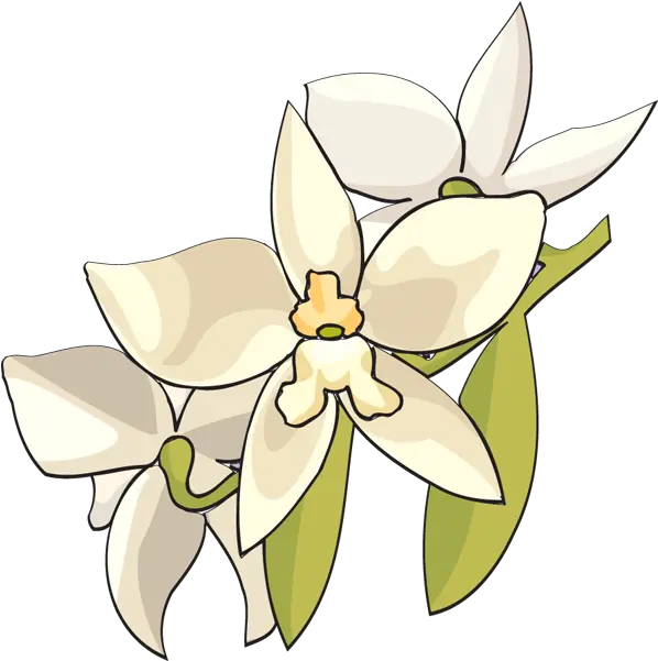  Flower Clip Art Panda Free Images White Orchid Flower Clip Monja Blanca Clipart Png Orchid Png