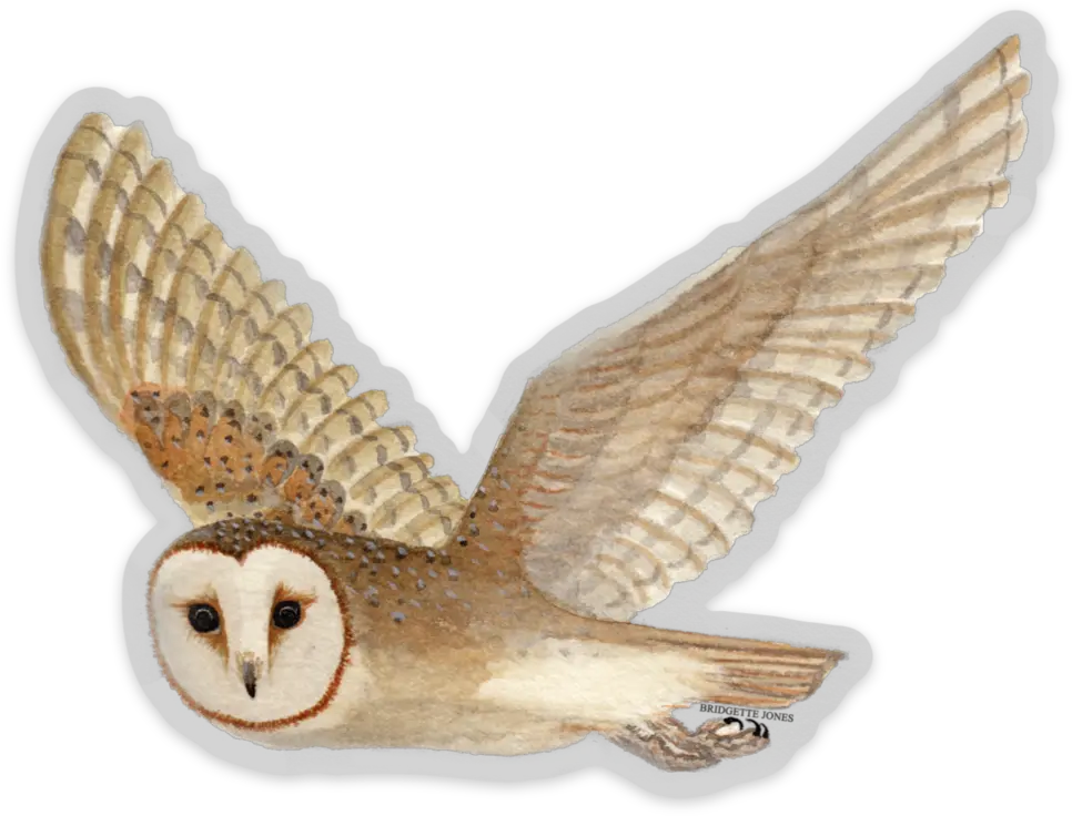  Barn Owl Bumper Sticker Png