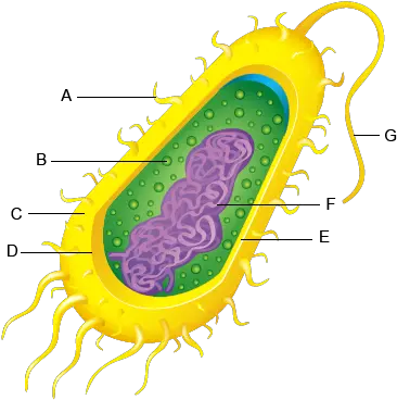  Bacteria Cell Anatomy Parts And Functions Bacteria Cell Parts And Functions Png Bacteria Transparent