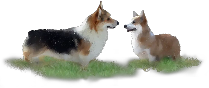  Corgiua Corwood Corgis Welsh Corgi Pembrokes Pembroke Welsh Corgi Png Corgi Png