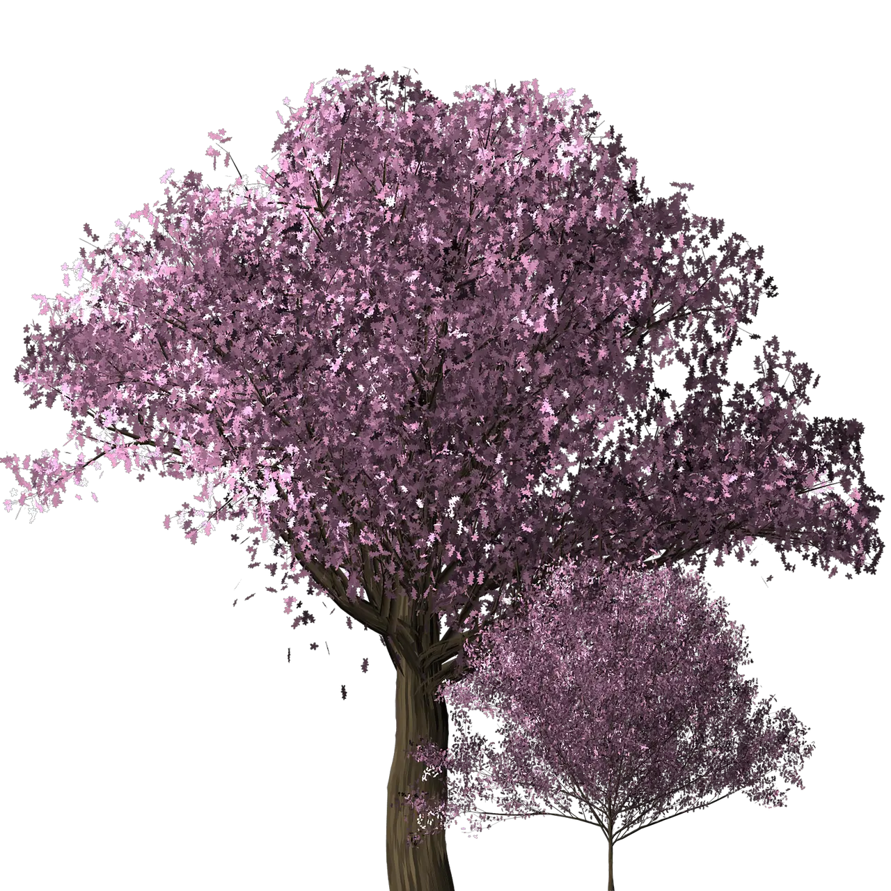  Cherry Blossom Tree Free Image On Pixabay Transparent Cherry Blossoms Png Tree Sakura Flower Png