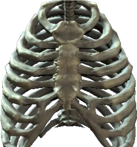  Rib Cage Png Rib Cage And Pelvis Png Transparent Cartoon Cage Png