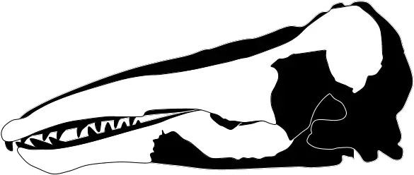  Filecharlotte Whalepng Wikimedia Commons Sketch Whale Png