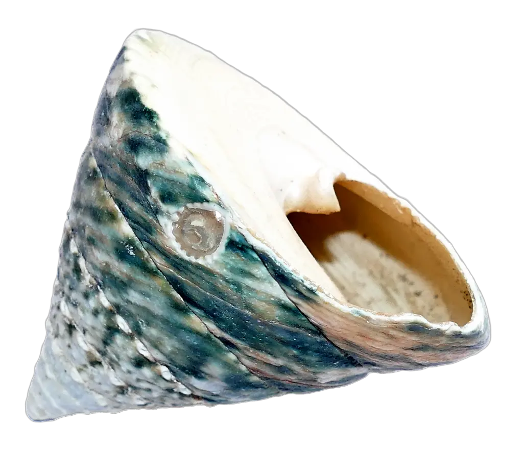  Ocean Sea Shell Png Transparent Image Pngpix Seashell Ocean Transparent Background