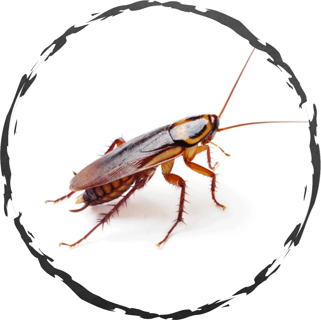  Exodus Exterminating Cockroaches Exodus Exterminating Inc German Cockroach Png Roach Png