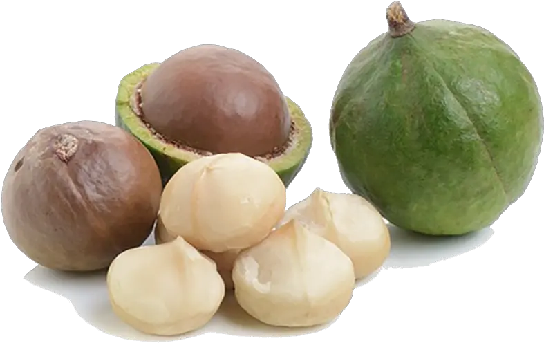  Macadamia Nuts Free Png Image Arts Macadamia Nuts Png Nuts Png